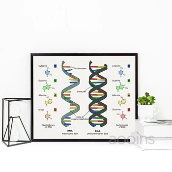 DNK Patent Zid Umjetnost Genetika Tisak Plakata Biologija Zidni Dekor i Starinski Crtanje Grafike Student Medicine Dar Znanstvene Ukras