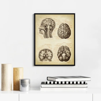 Mozak Medicinski Print Anatomija Ljudske Glave Dr. Poklon Wal Vintage Ilustracija Plakat Neurologije, Znanost I Umjetnost Platnu Slika