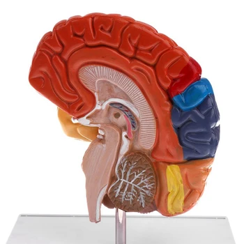Церебральная Анатомическая Model Mozga Anatomija 1: 1 Pola Moždanog Debla Zdravstveno Obuku Školskih Laboratorijski Pribor